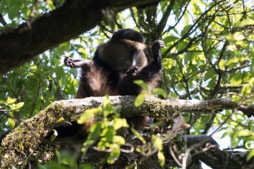 Golden Monkeys || Mgahinga Gorilla National Park, Uganda