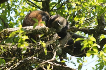 Golden Monkeys || Mgahinga Gorilla National Park, Uganda