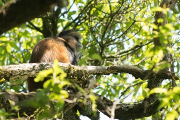 Golden Monkeys || Mgahinga Gorilla National Park, Uganda