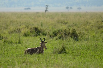 Hartebeest || Serengeti National Park, Tanzania
