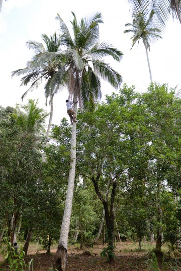 Harvesting Coconuts || Zanzibar