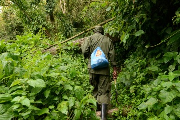Hiking Bwindi Impenetrable National Park || Uganda