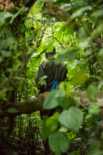 Hiking Bwindi Impenetrable National Park || Uganda