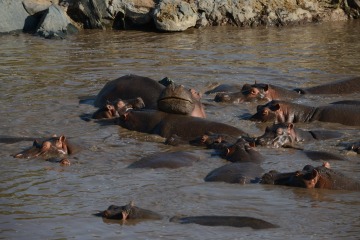 Hippopotamus || Serengeti National Park, Tanzania