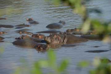 Hippopotamus || Serengeti National Park, Tanzania