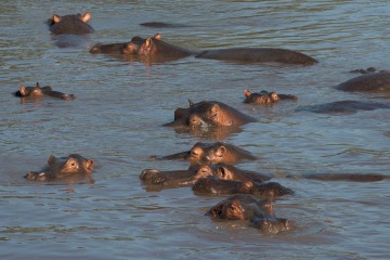 Hippopotamus || Serengeti National Park, Tanzania