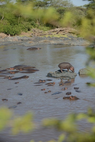Hippopotamus || Serengeti National Park, Tanzania