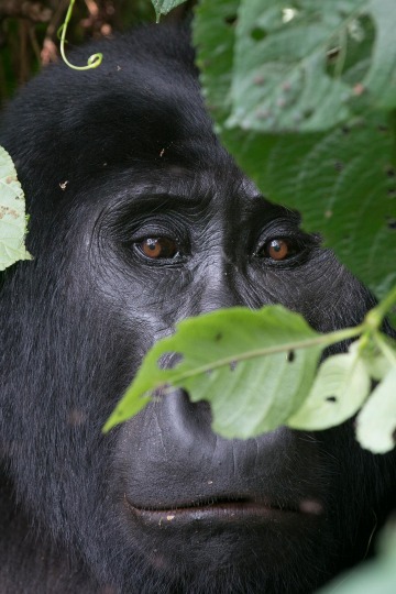 Kahungye Gorilla || Bwindi Impenetrable National Park, Uganda