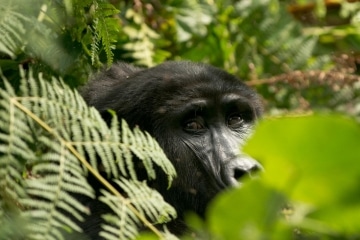 Kahungye Gorilla Family || Bwindi Impenetrable National Park, Uganda
