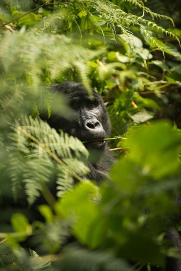 Kahungye Gorilla Family || Bwindi Impenetrable National Park, Uganda