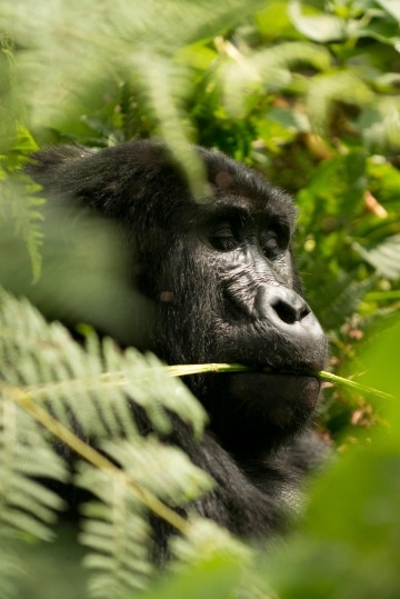 Kahungye Gorilla Family || Bwindi Impenetrable National Park, Uganda