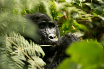 Kahungye Gorilla Family || Bwindi Impenetrable National Park, Uganda