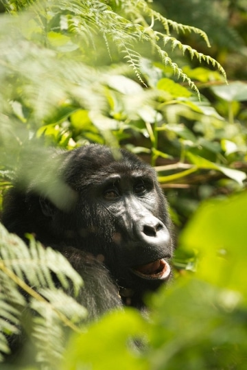 Kahungye Gorilla Family || Bwindi Impenetrable National Park, Uganda