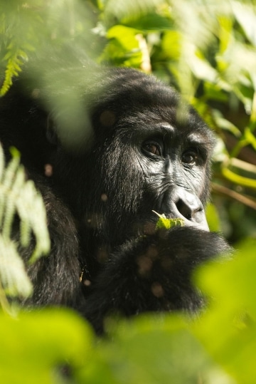 Kahungye Gorilla Family || Bwindi Impenetrable National Park, Uganda