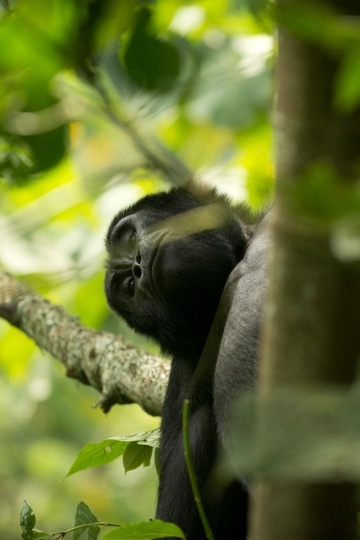 Kahungye Gorilla Family || Bwindi Impenetrable National Park, Uganda