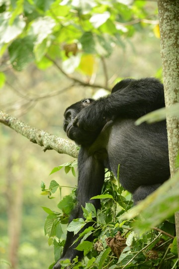 Kahungye Gorilla Family || Bwindi Impenetrable National Park, Uganda