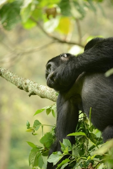 Kahungye Gorilla Family || Bwindi Impenetrable National Park, Uganda
