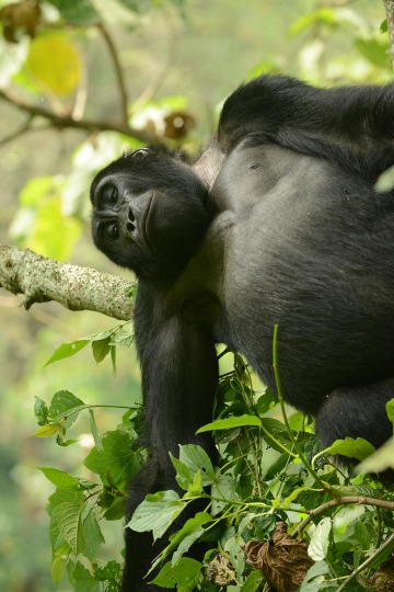 Kahungye Gorilla Family || Bwindi Impenetrable National Park, Uganda
