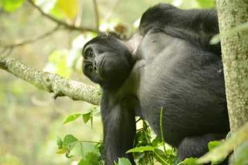 Kahungye Gorilla Family || Bwindi Impenetrable National Park, Uganda