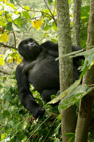 Kahungye Gorilla Family || Bwindi Impenetrable National Park, Uganda