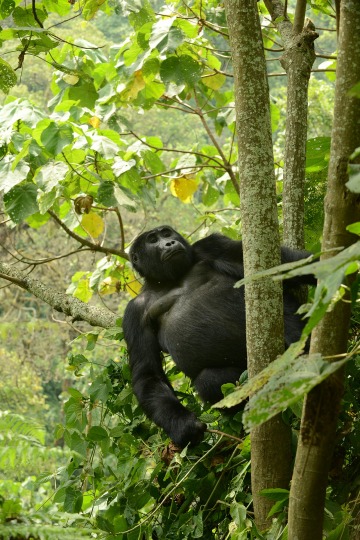 Kahungye Gorilla Family || Bwindi Impenetrable National Park, Uganda