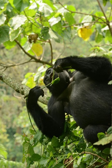 Kahungye Gorilla Family || Bwindi Impenetrable National Park, Uganda