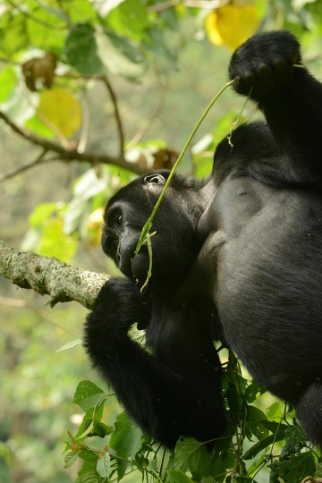 Kahungye Gorilla Family || Bwindi Impenetrable National Park, Uganda