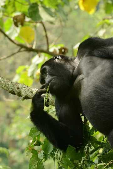 Kahungye Gorilla Family || Bwindi Impenetrable National Park, Uganda