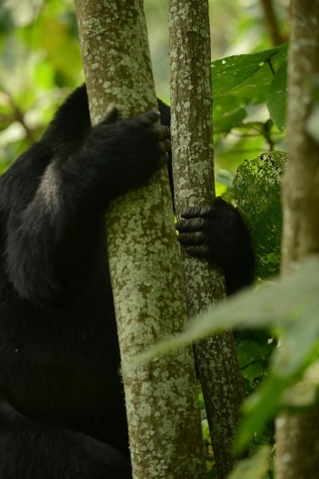 Kahungye Gorilla Family || Bwindi Impenetrable National Park, Uganda