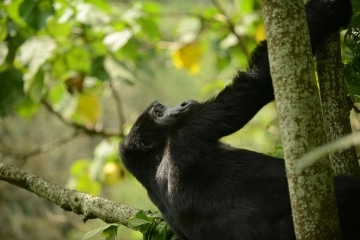 Kahungye Gorilla Family || Bwindi Impenetrable National Park, Uganda