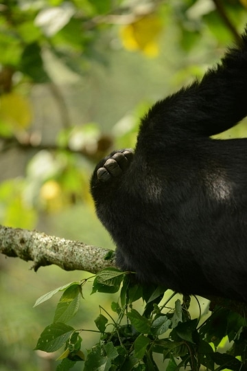 Kahungye Gorilla Family || Bwindi Impenetrable National Park, Uganda