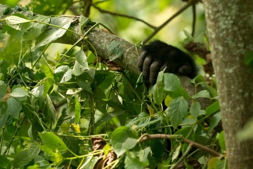 Kahungye Gorilla Family || Bwindi Impenetrable National Park, Uganda