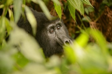 Kahungye Gorilla Family || Bwindi Impenetrable National Park, Uganda