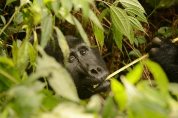 Kahungye Gorilla Family || Bwindi Impenetrable National Park, Uganda