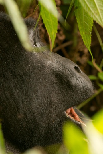 Kahungye Gorilla Family || Bwindi Impenetrable National Park, Uganda