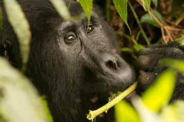 Kahungye Gorilla Family || Bwindi Impenetrable National Park, Uganda