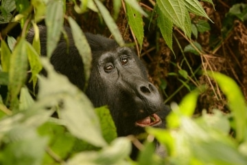 Kahungye Gorilla Family || Bwindi Impenetrable National Park, Uganda