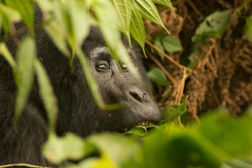Kahungye Gorilla Family || Bwindi Impenetrable National Park, Uganda