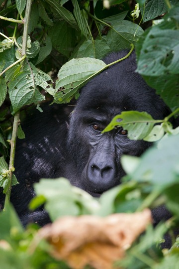 Kahungye Gorilla Family || Bwindi Impenetrable National Park, Uganda
