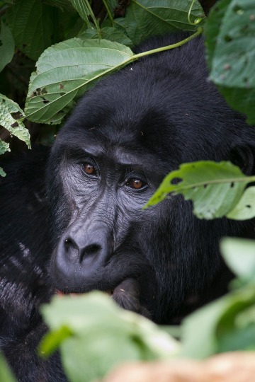Kahungye Gorilla Family || Bwindi Impenetrable National Park, Uganda