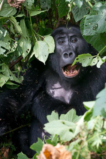 Kahungye Gorilla Family || Bwindi Impenetrable National Park, Uganda