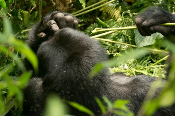 Kahungye Gorilla Family || Bwindi Impenetrable National Park, Uganda