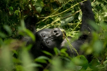 Kahungye Gorilla Family || Bwindi Impenetrable National Park, Uganda