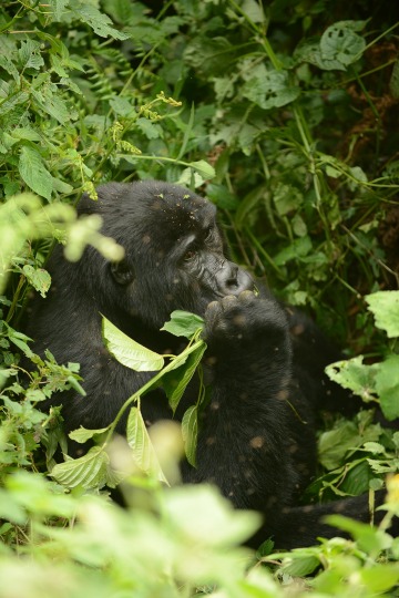 Kahungye Gorilla Family || Bwindi Impenetrable National Park, Uganda