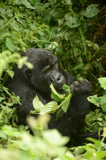 Kahungye Gorilla Family || Bwindi Impenetrable National Park, Uganda