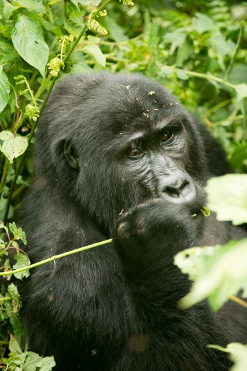 Kahungye Gorilla Family || Bwindi Impenetrable National Park, Uganda