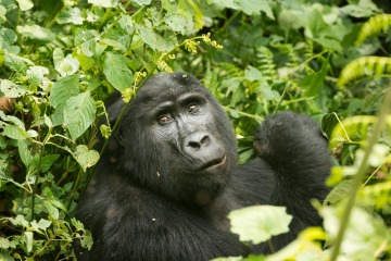 Kahungye Gorilla Family || Bwindi Impenetrable National Park, Uganda