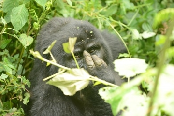 Kahungye Gorilla Family || Bwindi Impenetrable National Park, Uganda