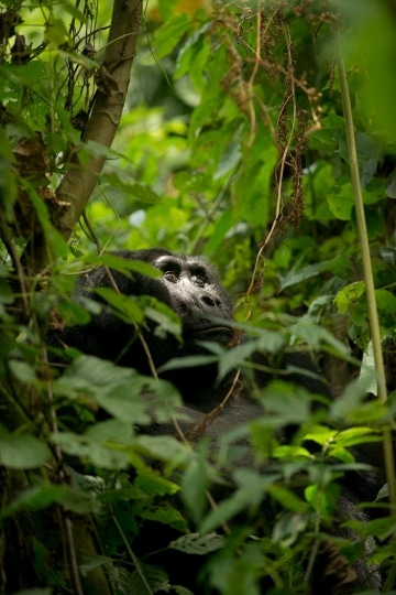 Kahungye Silverback Gorilla || Bwindi Impenetrable National Park, Uganda