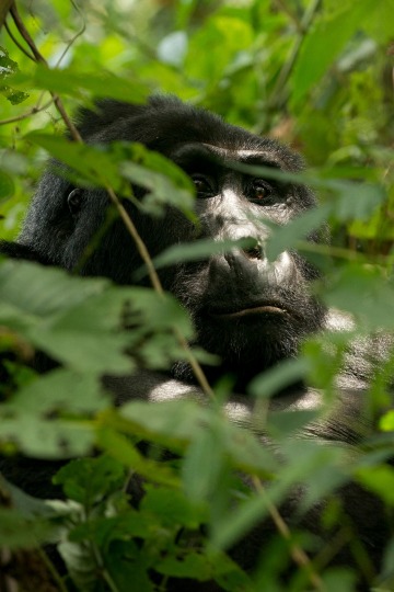 Kahungye Silverback Gorilla || Bwindi Impenetrable National Park, Uganda